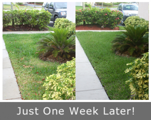 just one week later and your yard can look great